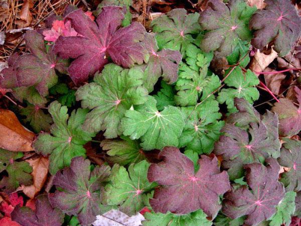 Jesienne liście pelargonii ogrodowej