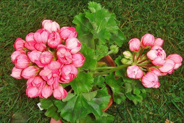 Pelargonium tulipán Patricia Andrea