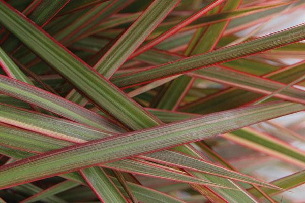 Tett, tørr løvverk av dracaena marginata