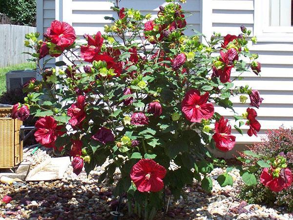 Hibiskus kwitnie pod koniec sierpnia