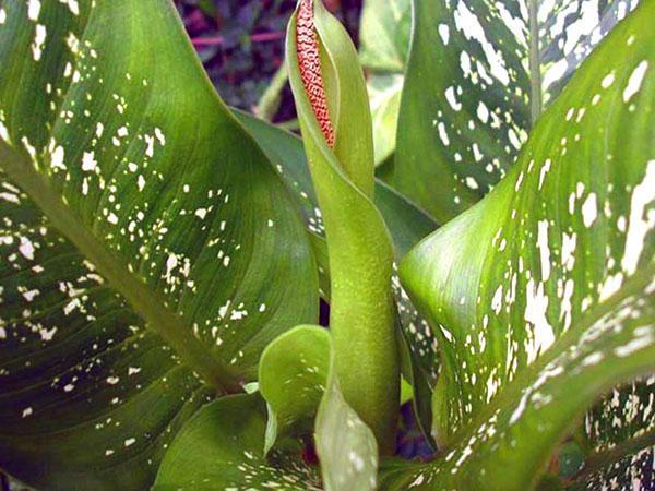 ไม่ได้ใช้การขยายพันธุ์ของ dieffenbachia ด้วยเมล็ดที่บ้าน