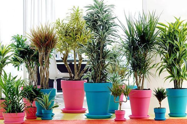 Dracaena ประเภทต่างๆที่บ้าน