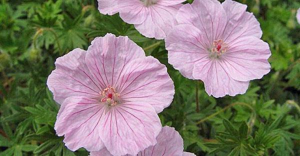 Pelargonia ogrodowa dobrze rozmnaża się przez nasiona