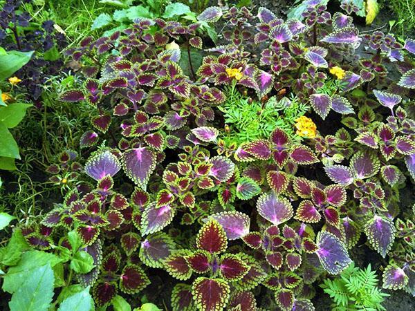 การจัดสวน coleus