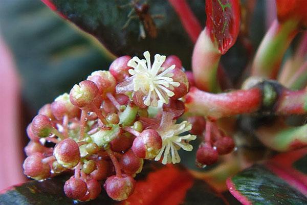 Croton blomsterstand