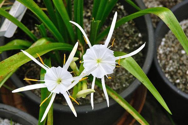 Bare med riktig pleie vil hymenokallis behage med blomstring