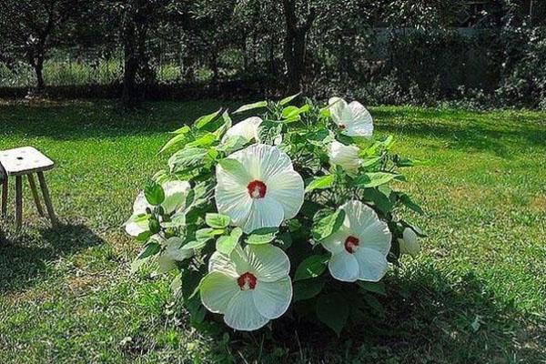 Na działce zielny hibiskus