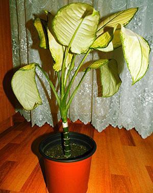 Listy Dieffenbachia zežloutnou