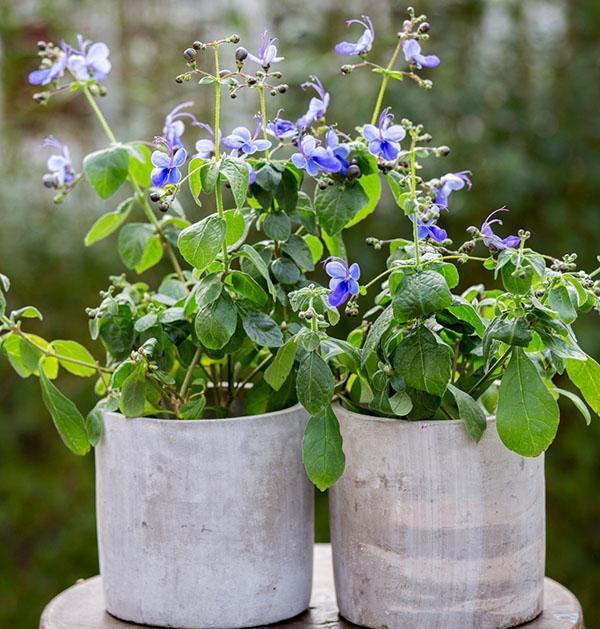 Ugandský Clerodendrum miluje jasná světla