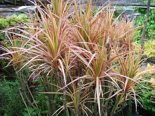 ขอบด้านบนของ Dracaena