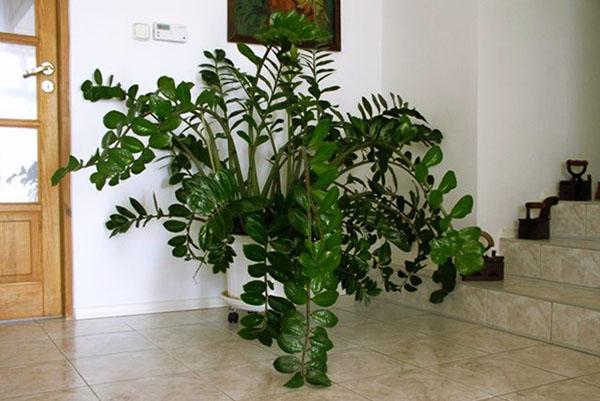 Zamioculcas v interiéru místnosti