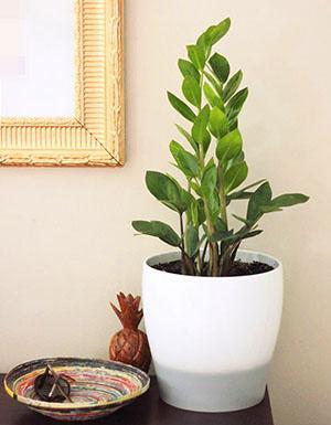 Zamioculcas ในหม้อขนาดใหญ่