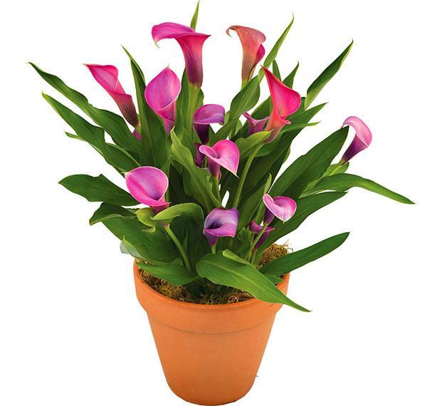 Zantedeschia เป็นของตระกูล aroid