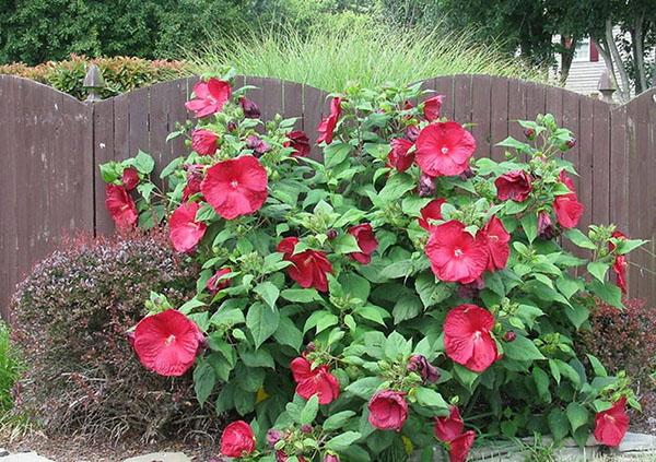 kwitnie zielny hibiskus