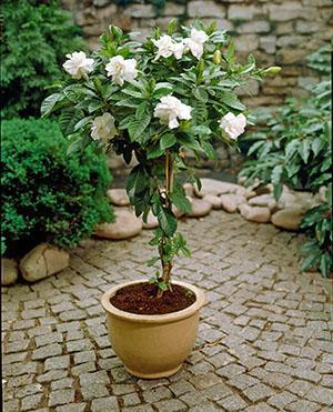 Gardenia jasmin i en gryte