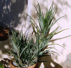 Aloe er en av de mest upretensiøse plantene