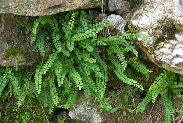 Asplenium v ​​krajinářském designu