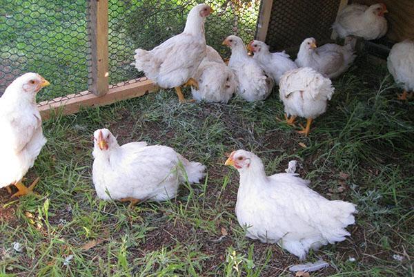 Broilers i en sommer innhegning på gresset