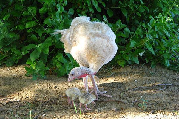 เพื่อให้ไก่งวงมีสุขภาพดีมีความจำเป็นต้องสร้างโภชนาการที่เหมาะสม