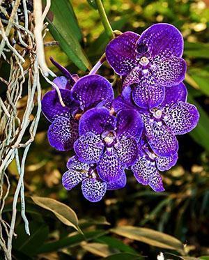 Cudowna Orchidea Wandy