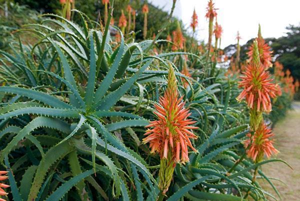 Aloe blomstrer