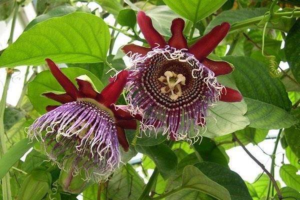 ดอกไม้ Passionflower