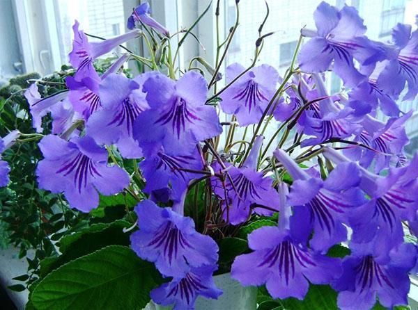 Streptocarpus blomstrer på vinduskarmen