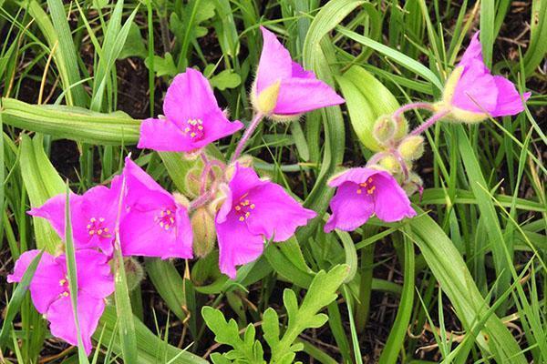 Kwitnie tradescantia