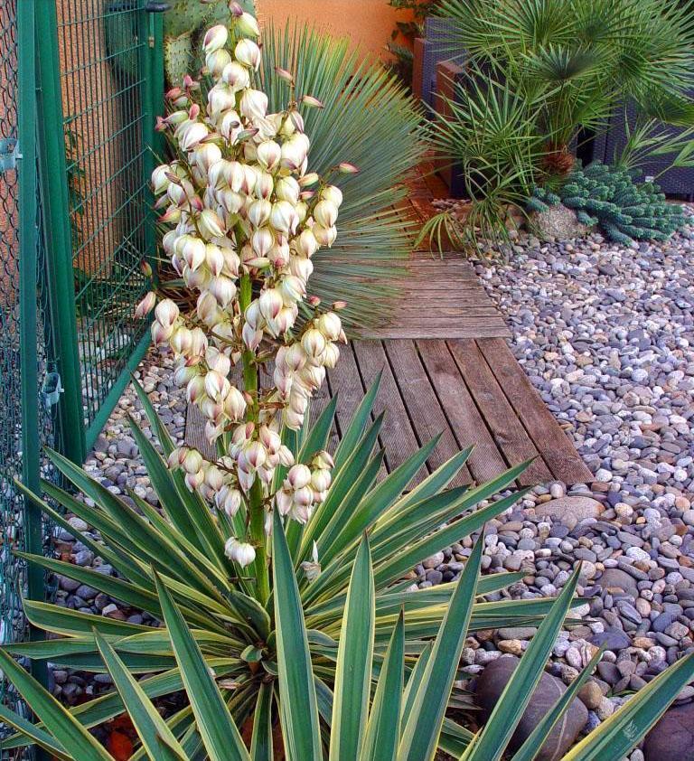 Yucca blomstrer