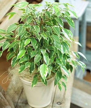 Ficus Benjamin w domu