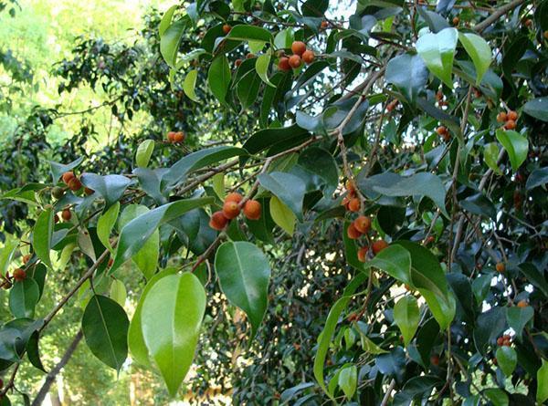 Ficus Benjamin i naturen