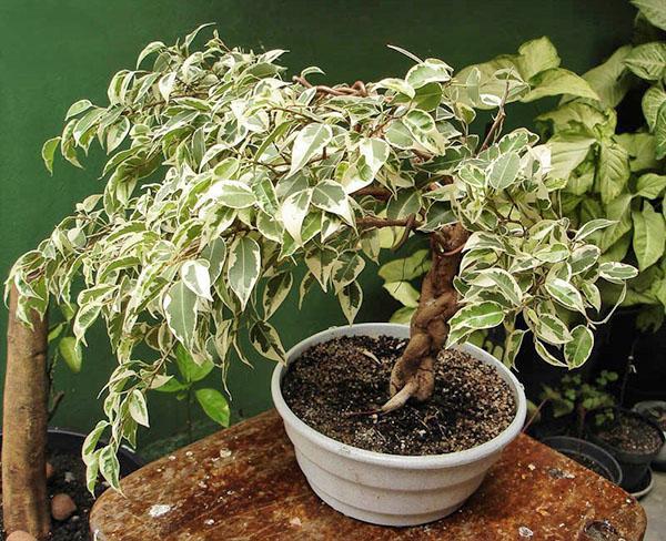 Ficus Benjamin v interiéru