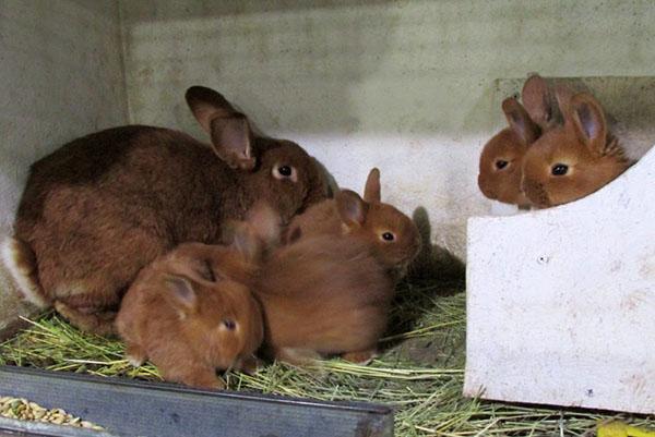 Co miesiąc króliczki nowozelandzkie czerwone