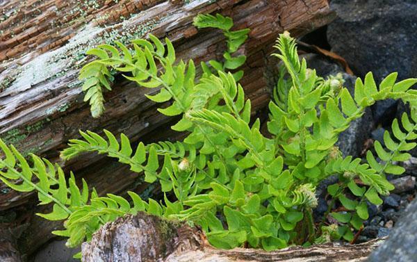 Woodsia ขนาดเล็ก