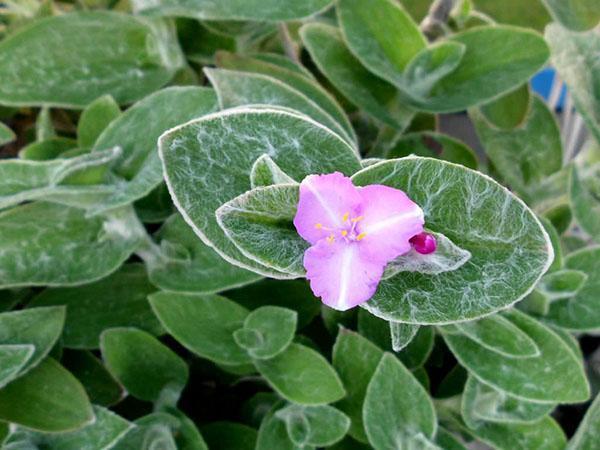 Plesnivé listy tradescantia