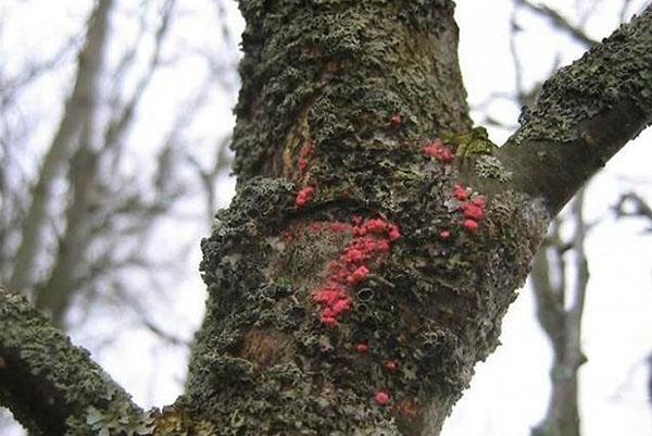 Przed opryskiwaniem pień drzewa należy oczyścić