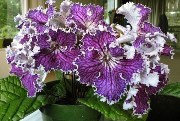 Przy dobrej pielęgnacji kwiaty streptocarpus są przyjemne dla oka