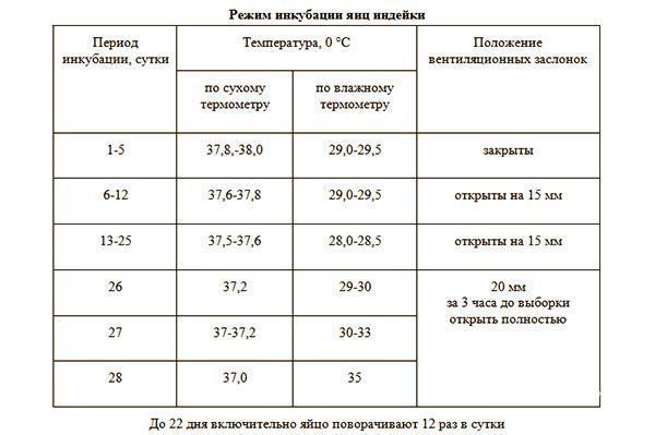 Tryb inkubacji jaj indyczych