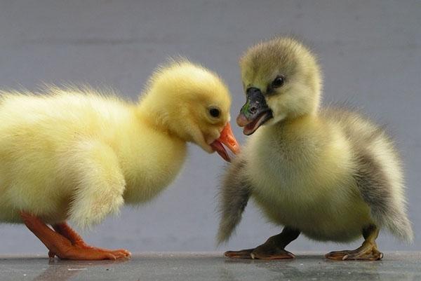 goslings ทุกวัน