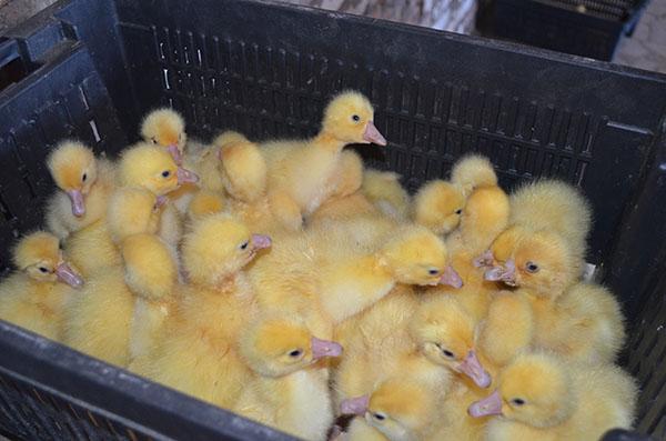 goslings ทุกวัน