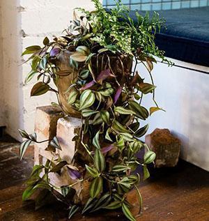 Tradescantia i en gryte