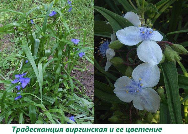 Virginia Tradescantia a její kvetení