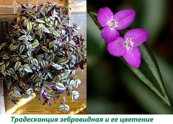 Zebra Tradescantia og dens blomstring