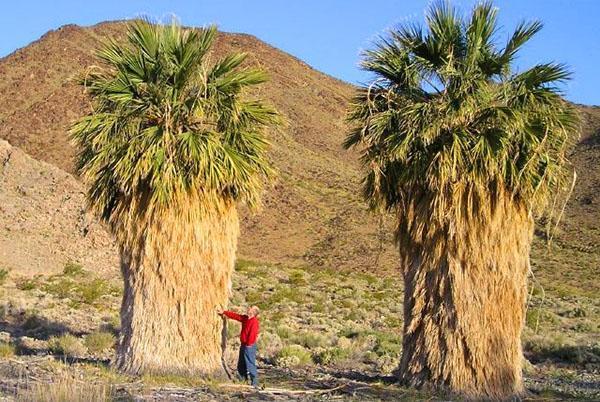 Washingtonia z natury włóknista