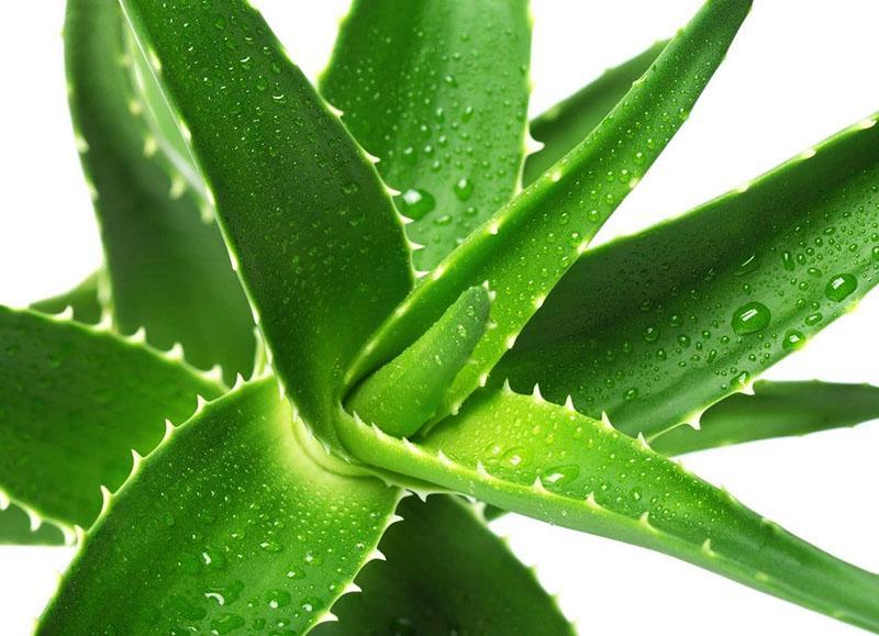 medisinsk aloe