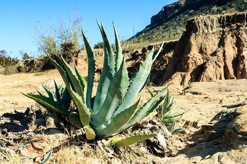 aloe i sitt naturlige miljø