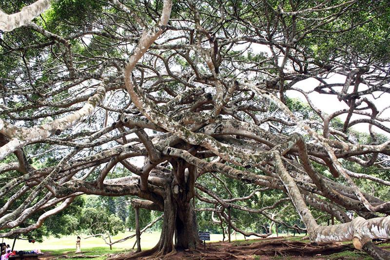 ficus benjamin på Sri Lanka