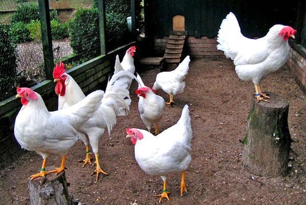 Chickens Leghorn ขาว