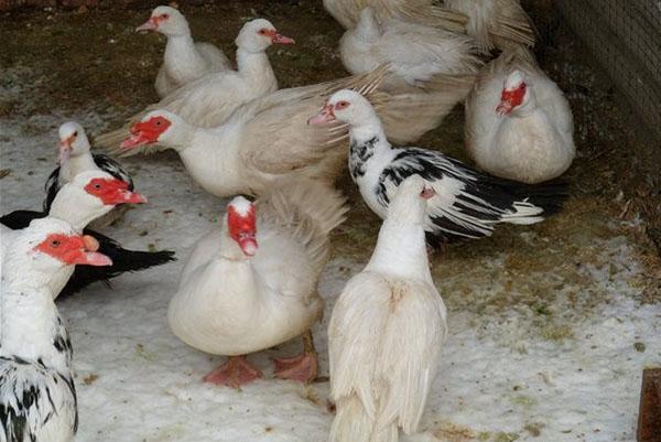 Muscovy ender på tur om vinteren