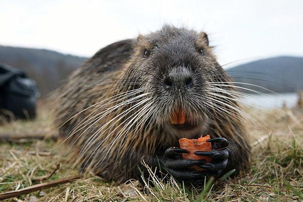 Nutrie miluje kořeny, trávu